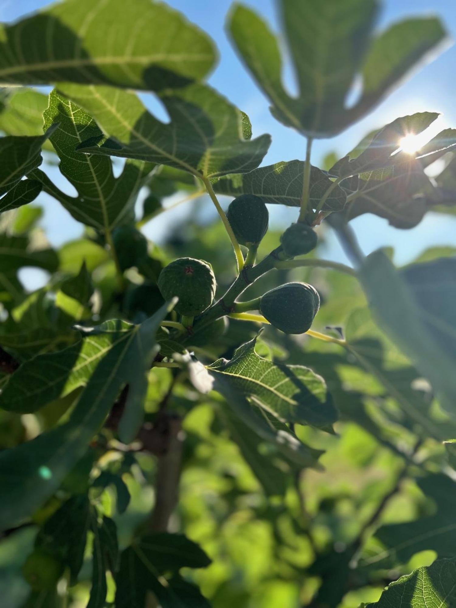 Csodaszarvas Vendeghazak Rabahidveg Екстер'єр фото